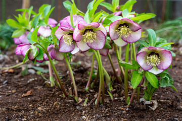 Purple fringed hellebore flowers blooming in an early spring garden.