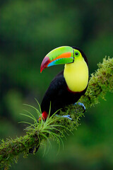 Keel-billed Toucan perching on a branch