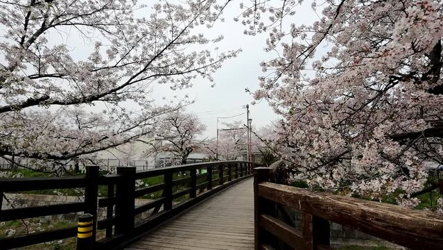山崎川に咲く満開の桜  fix 13sec