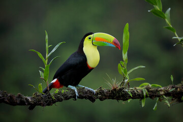 Keel-billed Toucan perching on a branch