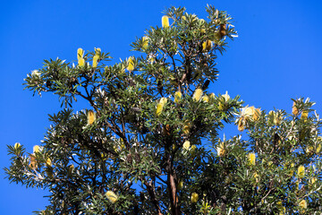 Coast Banksia tree in flower