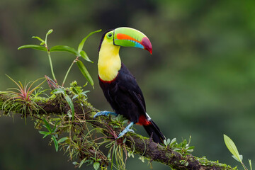 Keel-billed Toucan perching on a branch