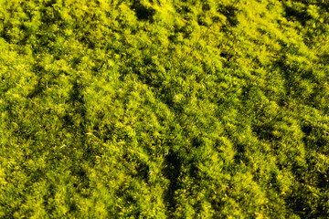 Full-surface texture of lush green moss. A close up as a background for copy space.