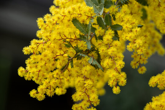 Close-up of yellow mimosa flowers that signal the arrival of spring.