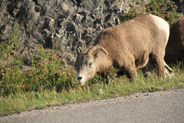 Fototapeta premium A mountain goat eating grass