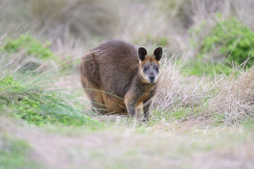 Bennetkaenguruh Wallabia rufogrisea