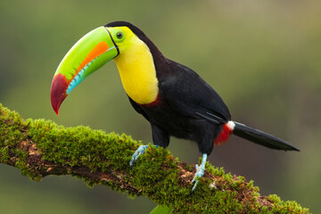 Keel-billed Toucan perching on a branch