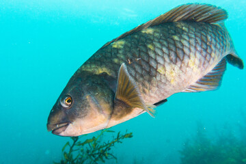 Fototapeta premium Purple wrasse, Notolabrus fucicola