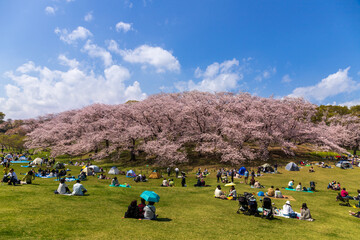 横浜市根岸森林公園から満開の桜の下で花見をする人々