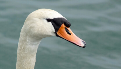 mute swan cygnus olor