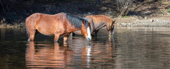 Red bay and liver chestnut wild horse stallions feeding on water grass in the Salt River near Mesa...