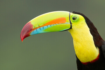 Keel-billed Toucan perching on branch
