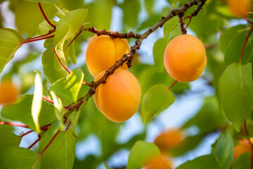 Ripe fruits of the apricot tree on a branch with leaves in an orchard. Fruit harvest.