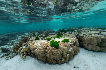 Fototapeta na wymiar Coral Reef, Heron Island Australia