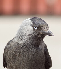 a close up of a bird during day
