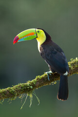 Keel-billed Toucan perching on a branch