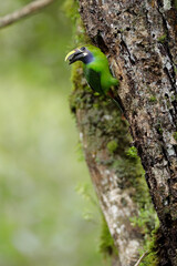 Northern Emerald Toucanet bringing food to nest