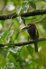 Yellow-eared Toucanet perching on branch