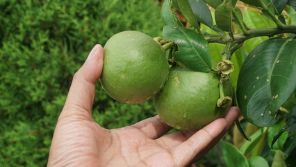 Grapefruit or pomelo or balinese orange that is still small. There are hands holding. Focus selected, blur background