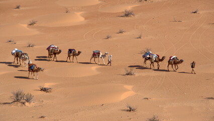 Overhead view of bedouins leading a caravan of camels through the Sahara Desert, outside of Douz, Tunisia