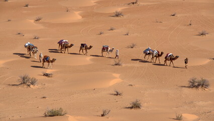 Fototapeta na wymiar Overhead view of bedouins leading a caravan of camels through the Sahara Desert, outside of Douz, Tunisia