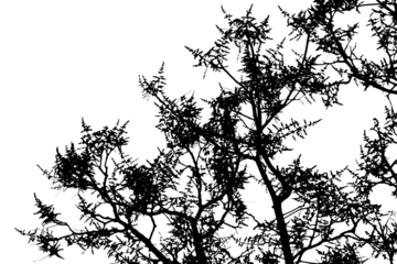 Isolated image of tree silhouette on png file on transparent background.