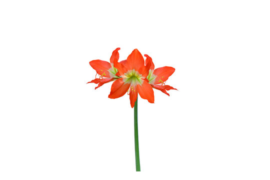 Isolated image of an orange hippostrum or amaryllis flower on a png file at transparent background.