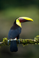 Yellow-throated Toucan perching on a branch