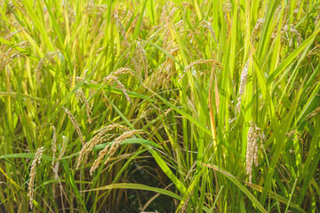 黄金色に稔った稲穂　日本の農業イメージ