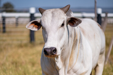 Rebanho bonito, gado de corte e touros da regi&atilde;o pecu&aacute;ria de Mato Grosso, Brasil