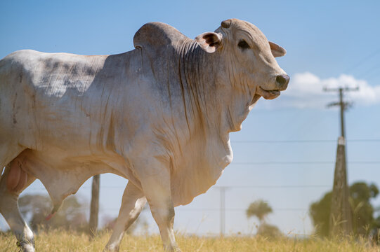 Rebanho bonito, gado de corte e touros da regi&atilde;o pecu&aacute;ria de Mato Grosso, Brasil