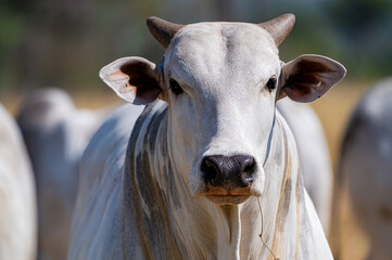 Rebanho bonito, gado de corte e touros da região pecuária de Mato Grosso, Brasil - obrazy, fototapety, plakaty