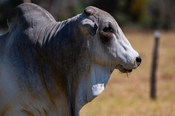 Rebanho bonito, gado de corte e touros da regi&atilde;o pecu&aacute;ria de Mato Grosso, Brasil