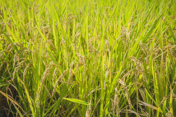 黄金色に稔った稲穂　日本の農業イメージ