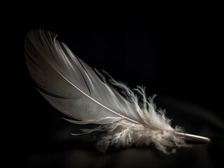 Obraz premium A single, white feather on a dark background
