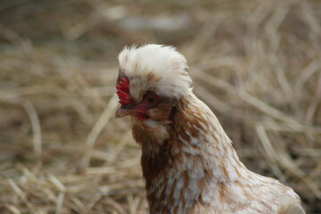 Polish Chicken