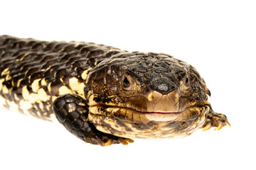 Australian Blue-tongue Lizard on a white background