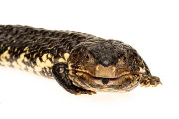 Australian Blue-tongue Lizard on a white background