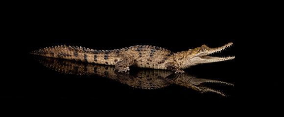 Australian Freshwater Crocodile sitting on a black reflective surface