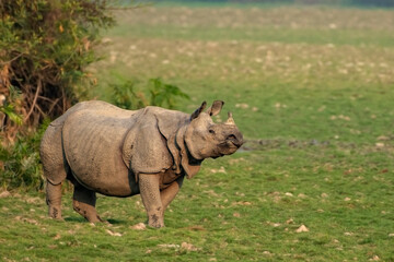 Indian one horned rhino or rhinoceros male in the grass land of Kaziranga national park in India