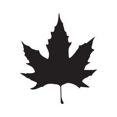 Autumn Leaves, fall leaf vector 