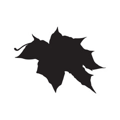 Autumn Leaves, fall leaf vector 