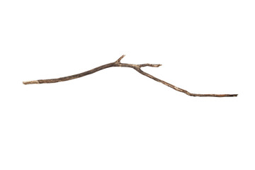 Branch isolated on transparent background.PNG file format.