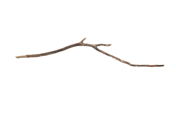 Branch isolated on transparent background.PNG file format.