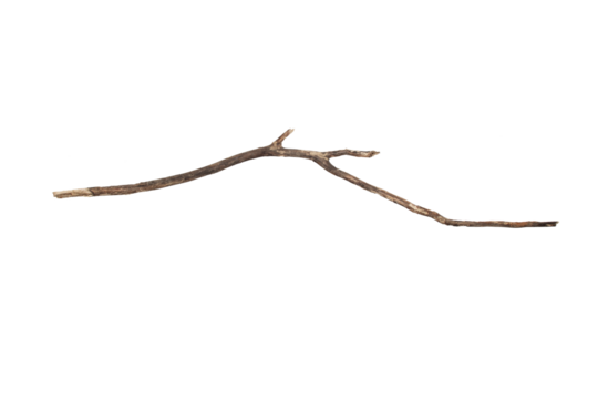 Branch isolated on transparent background.PNG file format.