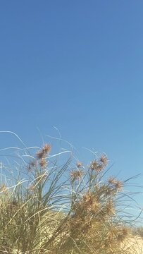 Slow motion vertical video of sea grass swaying in wind on the dunes with blue skies in the background.