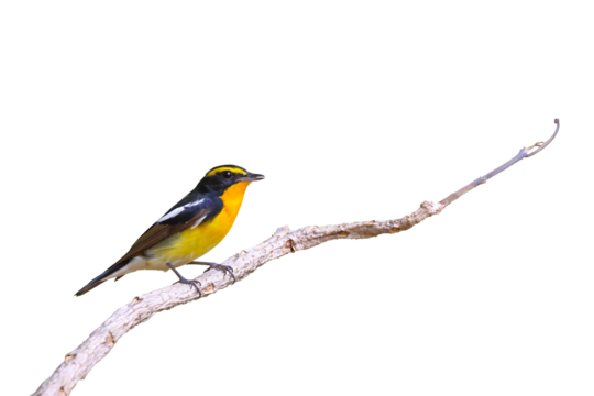 Beautiful narcissus flycatcher bird perched on a branch isolated on transparent background png file