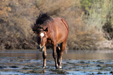 Deep brown bay wild horse stallion shaking his mane while standing in the Salt Rive near Mesa...