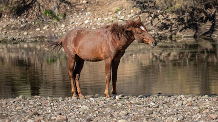 Red Bay wild horse stallion shaking his mane while standing in the Salt Rive near Mesa Arizona...