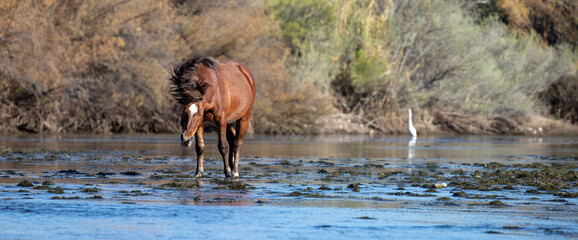 Brown Bay wild horse stallion shaking his mane while standing in the Salt Rive near Mesa Arizona...
